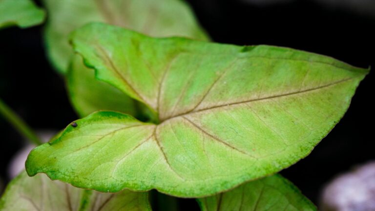 Close-Up Shot of a Green Leaf